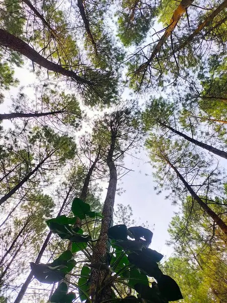 Uzun çam ağaçlarının arasından dikey, alçak açılı bir manzara, yeşil tepeleri parlak gökyüzüne doğru uzanıyor.