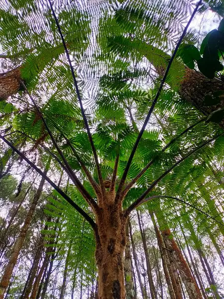 Önünde belirgin bir ağaç ve tepesinde yeşil yapraklardan bir gölgelik bulunan yemyeşil bir ormanın çarpıcı alçak açılı görüntüsü.