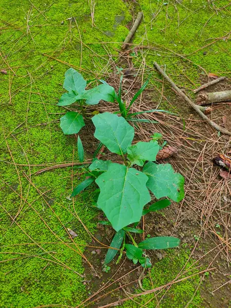 Yosun ve çam iğnelerinden oluşan bir yataktan filizlenen canlı yeşil bitkinin yakın plan dikey görüntüsü..