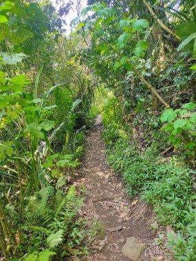 Yeşillik Çayırı 'ndan geçen yemyeşil bir orman patikası