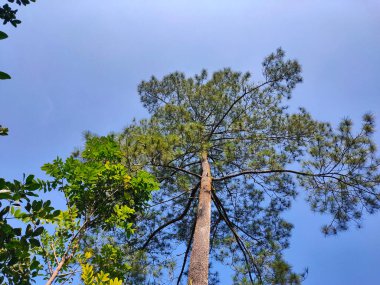 Uzun, yeşil bir ağaç açık mavi gökyüzüne doğru uzanır.
