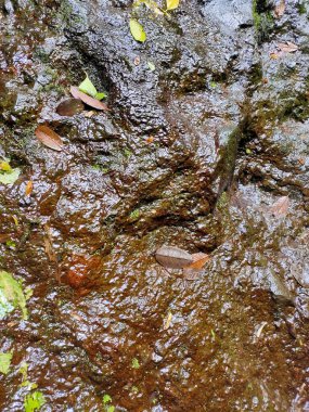 Su desenli kahverengi kayaların ve dökülen yaprakların üzerinden akıyor.