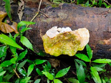 Yosun Mantarı Yeşillik Ormanında Düşmüş Bir Kütükte Büyür