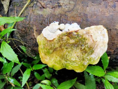 Etrafı yeşilliklerle çevrili bir ağaç gövdesinde büyüyen bir mantara yakın.