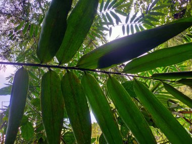 Yeşil Bambu Yaprakları Tropikal Ormanda Yavaşça Sallanıyor