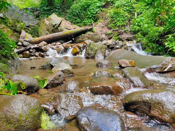 Küçük bir orman deresi kayaların ve yosunlu taşların üzerinden akıyor yemyeşil ile çevrili.