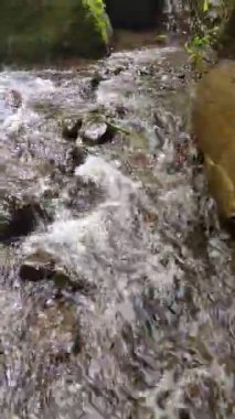 Bir Kütük ve Yeşil Yaprakların Yanında Temiz Akan Su