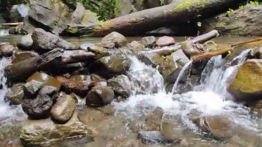 Serene Forest Stream Yosunlu Kayaların ve Düşen Kütüklerin Üzerinde Akıyor