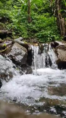 Küçük şelale yemyeşil bir ormanda kayaların üzerinden akıyor.