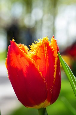 Canlı bir lale çiçeği koleksiyonu. Geniş bir renk yelpazesi ve çeşitlilik sergiliyor. Bahar temalı tasarımlar, doğa geçmişi, çiçek desenleri, bahçe blogları ve mevsimsel pazarlama içeriği için mükemmel.. 