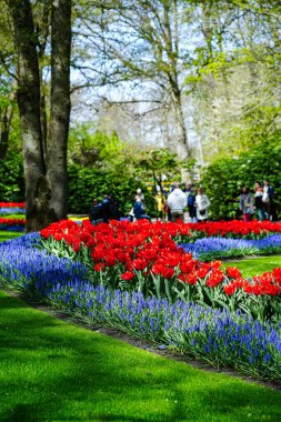 Keukenhof Park, Lisse, Hollanda 18 Nisan 2025: Dünyanın en ünlü çiçek bahçelerinden birinde çiçek açan laleler arasında kalabalık yürüyor. Park, lale türleri ve canlı bahar renklerinin çarpıcı çeşitliliğini sergiliyor.