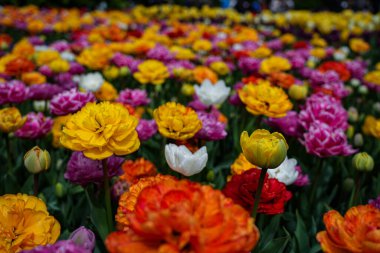 Canlı bir lale çiçeği koleksiyonu. Geniş bir renk yelpazesi ve çeşitlilik sergiliyor. Bahar temalı tasarımlar, doğa geçmişi, çiçek desenleri, bahçe blogları ve mevsimsel pazarlama içeriği için mükemmel.