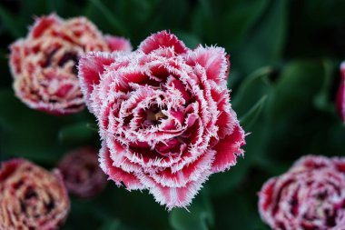 Canlı bir lale çiçeği koleksiyonu. Geniş bir renk yelpazesi ve çeşitlilik sergiliyor. Bahar temalı tasarımlar, doğa geçmişi, çiçek desenleri, bahçe blogları ve mevsimsel pazarlama içeriği için mükemmel.