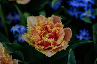 Canlı bir lale çiçeği koleksiyonu. Geniş bir renk yelpazesi ve çeşitlilik sergiliyor. Bahar temalı tasarımlar, doğa geçmişi, çiçek desenleri, bahçe blogları ve mevsimsel pazarlama içeriği için mükemmel.