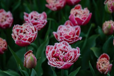 Canlı bir lale çiçeği koleksiyonu. Geniş bir renk yelpazesi ve çeşitlilik sergiliyor. Bahar temalı tasarımlar, doğa geçmişi, çiçek desenleri, bahçe blogları ve mevsimsel pazarlama içeriği için mükemmel.