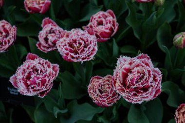 Canlı bir lale çiçeği koleksiyonu. Geniş bir renk yelpazesi ve çeşitlilik sergiliyor. Bahar temalı tasarımlar, doğa geçmişi, çiçek desenleri, bahçe blogları ve mevsimsel pazarlama içeriği için mükemmel.