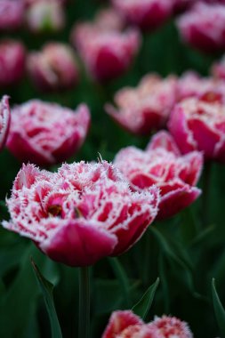 Canlı bir lale çiçeği koleksiyonu. Geniş bir renk yelpazesi ve çeşitlilik sergiliyor. Bahar temalı tasarımlar, doğa geçmişi, çiçek desenleri, bahçe blogları ve mevsimsel pazarlama içeriği için mükemmel.