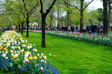 Keukenhof Park, Lisse, Hollanda 18 Nisan 2025: Dünyanın en ünlü çiçek bahçelerinden birinde çiçek açan laleler arasında kalabalık yürüyor. Park, lale türleri ve canlı bahar renklerinin çarpıcı çeşitliliğini sergiliyor.