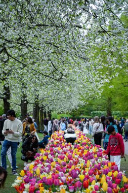 Keukenhof Park, Lisse, Hollanda 18 Nisan 2025: Dünyanın en ünlü çiçek bahçelerinden birinde çiçek açan laleler arasında kalabalık yürüyor. Park, lale türleri ve canlı bahar renklerinin çarpıcı çeşitliliğini sergiliyor.