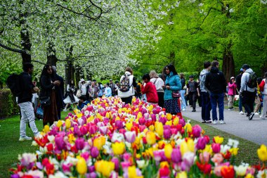 Keukenhof Park, Lisse, Hollanda 18 Nisan 2025: Dünyanın en ünlü çiçek bahçelerinden birinde çiçek açan laleler arasında kalabalık yürüyor. Park, lale türleri ve canlı bahar renklerinin çarpıcı çeşitliliğini sergiliyor.