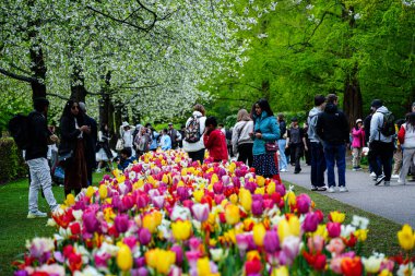 Keukenhof Park, Lisse, Hollanda 18 Nisan 2025: Dünyanın en ünlü çiçek bahçelerinden birinde çiçek açan laleler arasında kalabalık yürüyor. Park, lale türleri ve canlı bahar renklerinin çarpıcı çeşitliliğini sergiliyor.