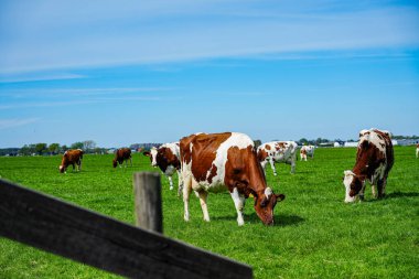 İnekler Hollanda kırsalındaki yemyeşil çayırlarda huzur içinde otluyor. Hollanda 'daki bu tipik sahnelerde kırsal yaşam, sürdürülebilir tarım ve tarım ve süt ürünleri üretimiyle derin bağlantıları gözler önüne seriliyor.. 