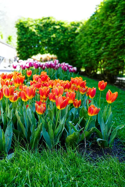 Canlı bir lale çiçeği koleksiyonu. Geniş bir renk yelpazesi ve çeşitlilik sergiliyor. Bahar temalı tasarımlar, doğa geçmişi, çiçek desenleri, bahçe blogları ve mevsimsel pazarlama içeriği için mükemmel.. 