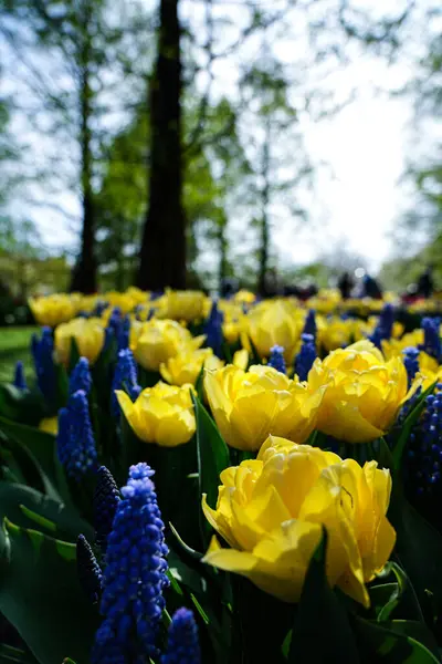Canlı bir lale çiçeği koleksiyonu. Geniş bir renk yelpazesi ve çeşitlilik sergiliyor. Bahar temalı tasarımlar, doğa geçmişi, çiçek desenleri, bahçe blogları ve mevsimsel pazarlama içeriği için mükemmel.. 