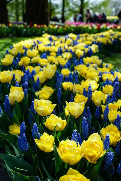 Canlı bir lale çiçeği koleksiyonu. Geniş bir renk yelpazesi ve çeşitlilik sergiliyor. Bahar temalı tasarımlar, doğa geçmişi, çiçek desenleri, bahçe blogları ve mevsimsel pazarlama içeriği için mükemmel.. 