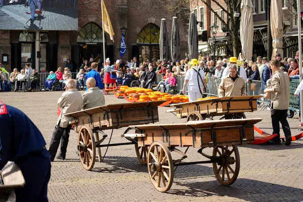 Alkmaar, Hollanda 16 Mart 2025: Waagplein Meydanı 'nda peynir tekerlekleri taşıyan Hollanda' nın beyaz üniformalı ve saman şapkalı peynir taşıyıcılarının yer aldığı geleneksel Alkmaar Peynir Pazarı 'nın (Kaasmarkt) editoryal görüntüleri. 