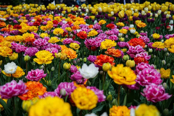 Canlı bir lale çiçeği koleksiyonu. Geniş bir renk yelpazesi ve çeşitlilik sergiliyor. Bahar temalı tasarımlar, doğa geçmişi, çiçek desenleri, bahçe blogları ve mevsimsel pazarlama içeriği için mükemmel.