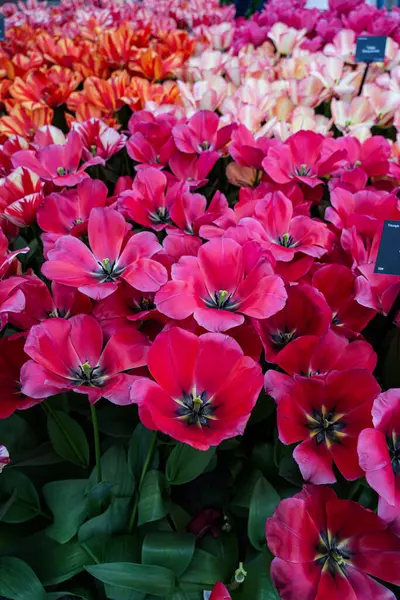 Canlı bir lale çiçeği koleksiyonu. Geniş bir renk yelpazesi ve çeşitlilik sergiliyor. Bahar temalı tasarımlar, doğa geçmişi, çiçek desenleri, bahçe blogları ve mevsimsel pazarlama içeriği için mükemmel.