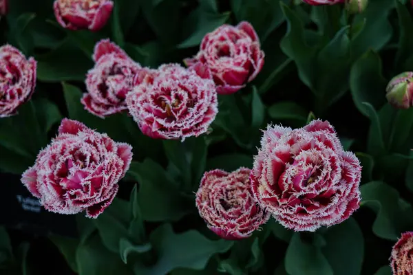 Canlı bir lale çiçeği koleksiyonu. Geniş bir renk yelpazesi ve çeşitlilik sergiliyor. Bahar temalı tasarımlar, doğa geçmişi, çiçek desenleri, bahçe blogları ve mevsimsel pazarlama içeriği için mükemmel.