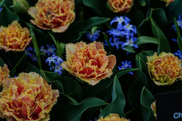 Canlı bir lale çiçeği koleksiyonu. Geniş bir renk yelpazesi ve çeşitlilik sergiliyor. Bahar temalı tasarımlar, doğa geçmişi, çiçek desenleri, bahçe blogları ve mevsimsel pazarlama içeriği için mükemmel.