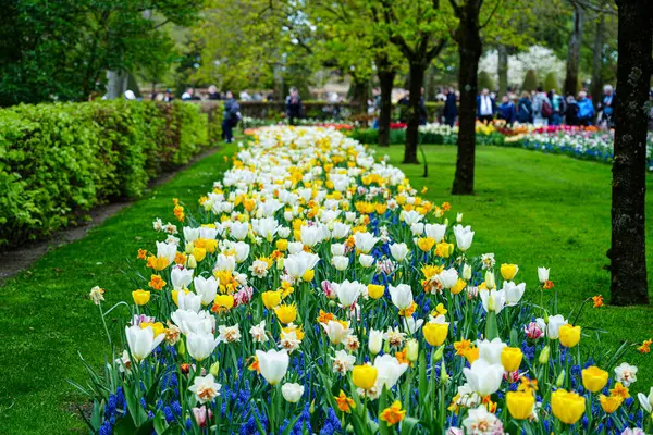 Keukenhof Park, Lisse, Hollanda 18 Nisan 2025: Dünyanın en ünlü çiçek bahçelerinden birinde çiçek açan laleler arasında kalabalık yürüyor. Park, lale türleri ve canlı bahar renklerinin çarpıcı çeşitliliğini sergiliyor.