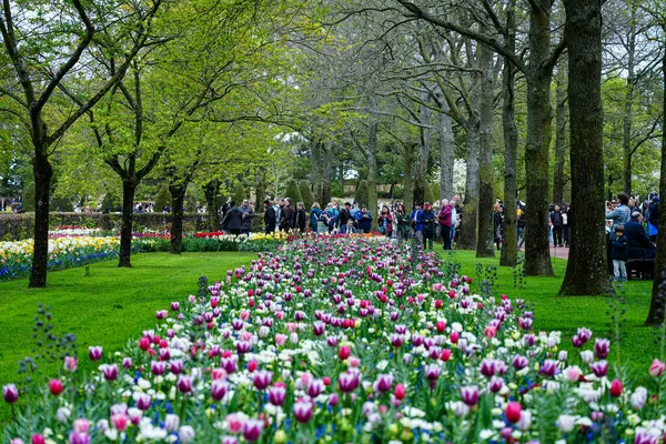 Keukenhof Park, Lisse, Hollanda 18 Nisan 2025: Dünyanın en ünlü çiçek bahçelerinden birinde çiçek açan laleler arasında kalabalık yürüyor. Park, lale türleri ve canlı bahar renklerinin çarpıcı çeşitliliğini sergiliyor.