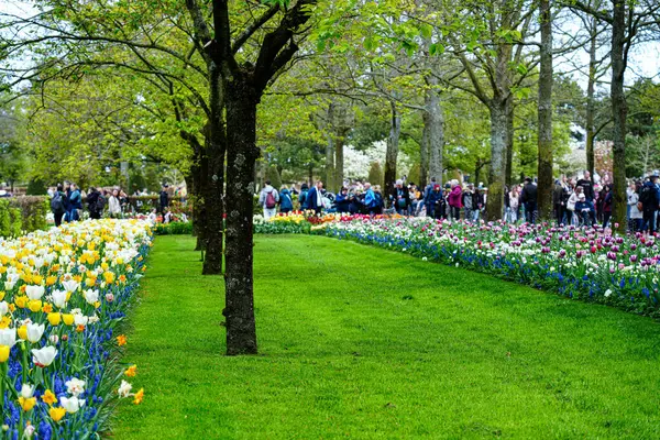 Keukenhof Park, Lisse, Hollanda 18 Nisan 2025: Dünyanın en ünlü çiçek bahçelerinden birinde çiçek açan laleler arasında kalabalık yürüyor. Park, lale türleri ve canlı bahar renklerinin çarpıcı çeşitliliğini sergiliyor.