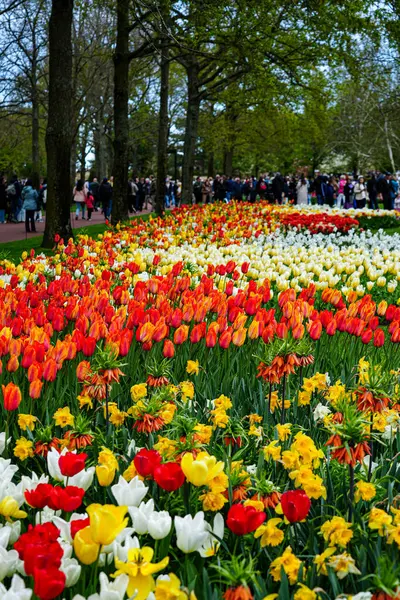 Keukenhof Park, Lisse, Hollanda 18 Nisan 2025: Dünyanın en ünlü çiçek bahçelerinden birinde çiçek açan laleler arasında kalabalık yürüyor. Park, lale türleri ve canlı bahar renklerinin çarpıcı çeşitliliğini sergiliyor.