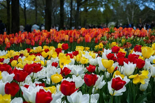 Canlı bir lale çiçeği koleksiyonu. Geniş bir renk yelpazesi ve çeşitlilik sergiliyor. Bahar temalı tasarımlar, doğa geçmişi, çiçek desenleri, bahçe blogları ve mevsimsel pazarlama içeriği için mükemmel..