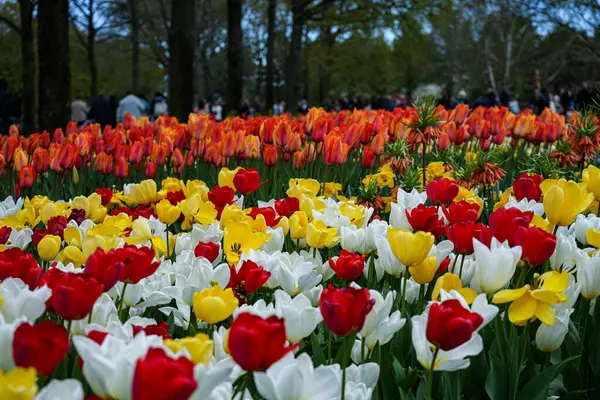 Canlı bir lale çiçeği koleksiyonu. Geniş bir renk yelpazesi ve çeşitlilik sergiliyor. Bahar temalı tasarımlar, doğa geçmişi, çiçek desenleri, bahçe blogları ve mevsimsel pazarlama içeriği için mükemmel..