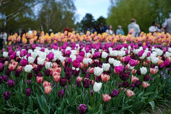 Keukenhof Park, Lisse, Hollanda 18 Nisan 2025: Dünyanın en ünlü çiçek bahçelerinden birinde çiçek açan laleler arasında kalabalık yürüyor. Park, lale türleri ve canlı bahar renklerinin çarpıcı çeşitliliğini sergiliyor.