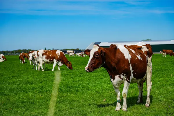 İnekler Hollanda kırsalındaki yemyeşil çayırlarda huzur içinde otluyor. Hollanda 'daki bu tipik sahnelerde kırsal yaşam, sürdürülebilir tarım ve tarım ve süt ürünleri üretimiyle derin bağlantıları gözler önüne seriliyor.. 