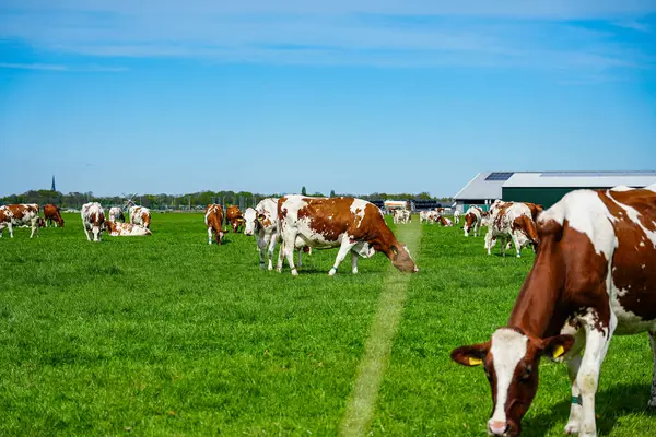 İnekler Hollanda kırsalındaki yemyeşil çayırlarda huzur içinde otluyor. Hollanda 'daki bu tipik sahnelerde kırsal yaşam, sürdürülebilir tarım ve tarım ve süt ürünleri üretimiyle derin bağlantıları gözler önüne seriliyor.. 