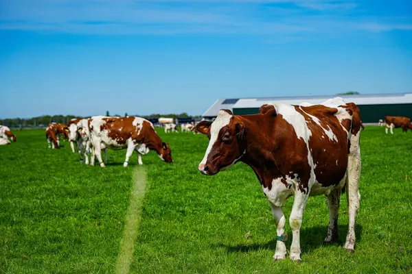 İnekler Hollanda kırsalındaki yemyeşil çayırlarda huzur içinde otluyor. Hollanda 'daki bu tipik sahnelerde kırsal yaşam, sürdürülebilir tarım ve tarım ve süt ürünleri üretimiyle derin bağlantıları gözler önüne seriliyor.. 