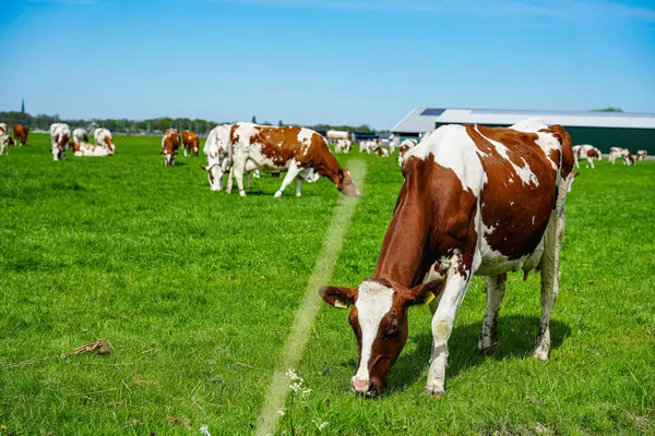 İnekler Hollanda kırsalındaki yemyeşil çayırlarda huzur içinde otluyor. Hollanda 'daki bu tipik sahnelerde kırsal yaşam, sürdürülebilir tarım ve tarım ve süt ürünleri üretimiyle derin bağlantıları gözler önüne seriliyor.. 