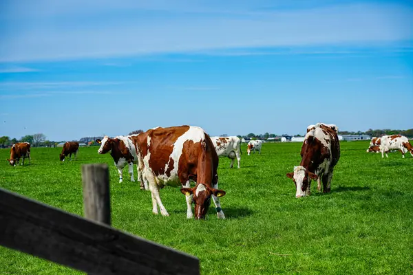 İnekler Hollanda kırsalındaki yemyeşil çayırlarda huzur içinde otluyor. Hollanda 'daki bu tipik sahnelerde kırsal yaşam, sürdürülebilir tarım ve tarım ve süt ürünleri üretimiyle derin bağlantıları gözler önüne seriliyor.. 