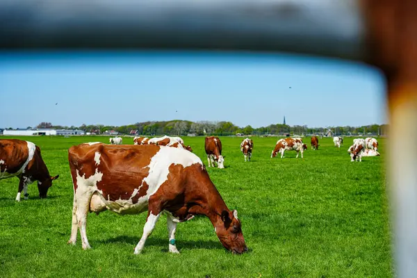 İnekler Hollanda kırsalındaki yemyeşil çayırlarda huzur içinde otluyor. Hollanda 'daki bu tipik sahnelerde kırsal yaşam, sürdürülebilir tarım ve tarım ve süt ürünleri üretimiyle derin bağlantıları gözler önüne seriliyor.. 
