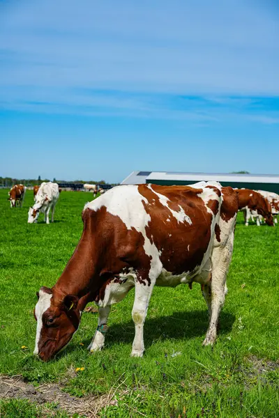 İnekler Hollanda kırsalındaki yemyeşil çayırlarda huzur içinde otluyor. Hollanda 'daki bu tipik sahnelerde kırsal yaşam, sürdürülebilir tarım ve tarım ve süt ürünleri üretimiyle derin bağlantıları gözler önüne seriliyor.. 