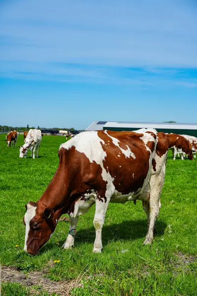 İnekler Hollanda kırsalındaki yemyeşil çayırlarda huzur içinde otluyor. Hollanda 'daki bu tipik sahnelerde kırsal yaşam, sürdürülebilir tarım ve tarım ve süt ürünleri üretimiyle derin bağlantıları gözler önüne seriliyor.. 