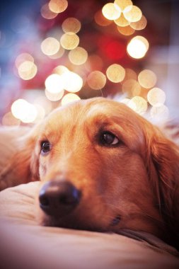 Golden Retriever, arka planda bulanık bir Noel ışıkları önünde durgun bir bakışla şenlikli bir atmosferde yatıyor..